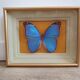 Butterfly naturalized golden frame