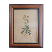 Tableau ancien illustration botanique
