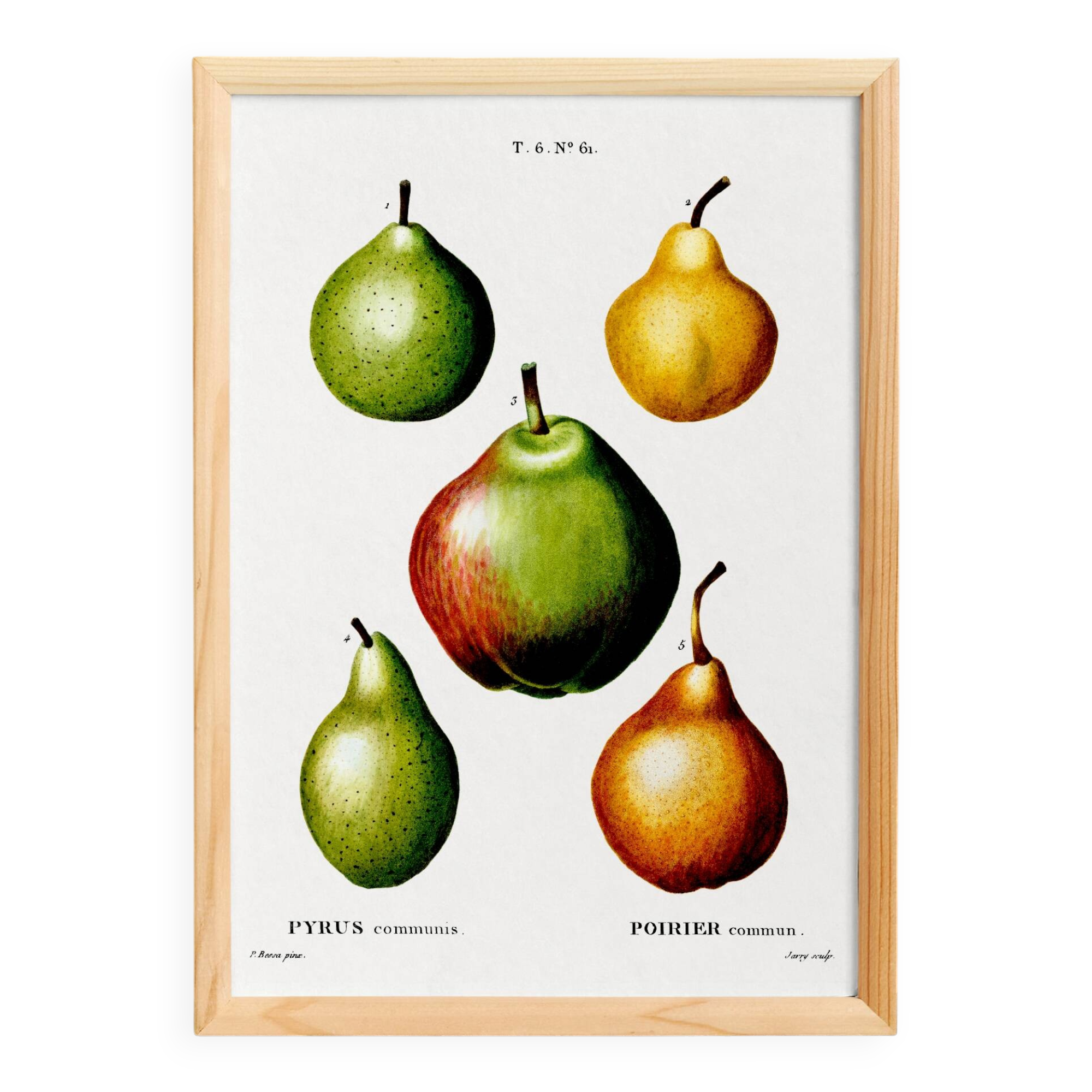 Poster about pears, based on an old engraving from 1802