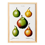 Poster about pears, based on an old engraving from 1802