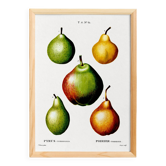 Affiche sur les poires, d’après une gravure ancienne de 1802