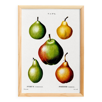Poster about pears, based on an old engraving from 1802