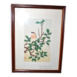 Painting enhanced engraving bird japan signed ashikaga "teaoil plant" 1950