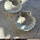 Paire de coquilles Saint-Jacques en porcelaine solognote – Coupelles