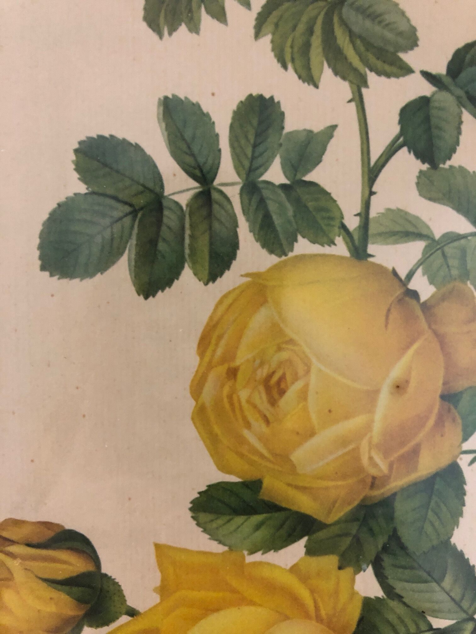 Rosa Sulfurea by Pierre Joseph Redouté