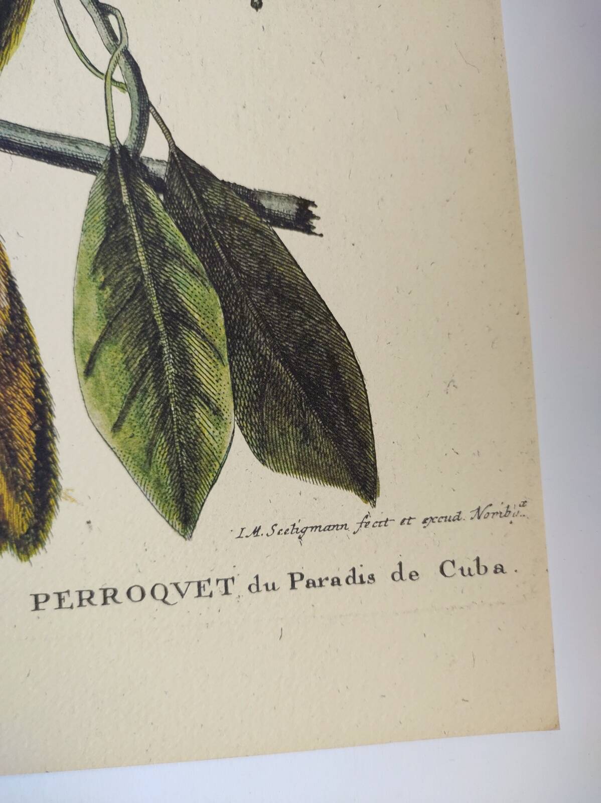 Old bird engraving - Parrot of Paradise of Cuba - Zoological plate by Seligmann & Catesby