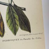 Old bird engraving - Parrot of Paradise of Cuba - Zoological plate by Seligmann & Catesby
