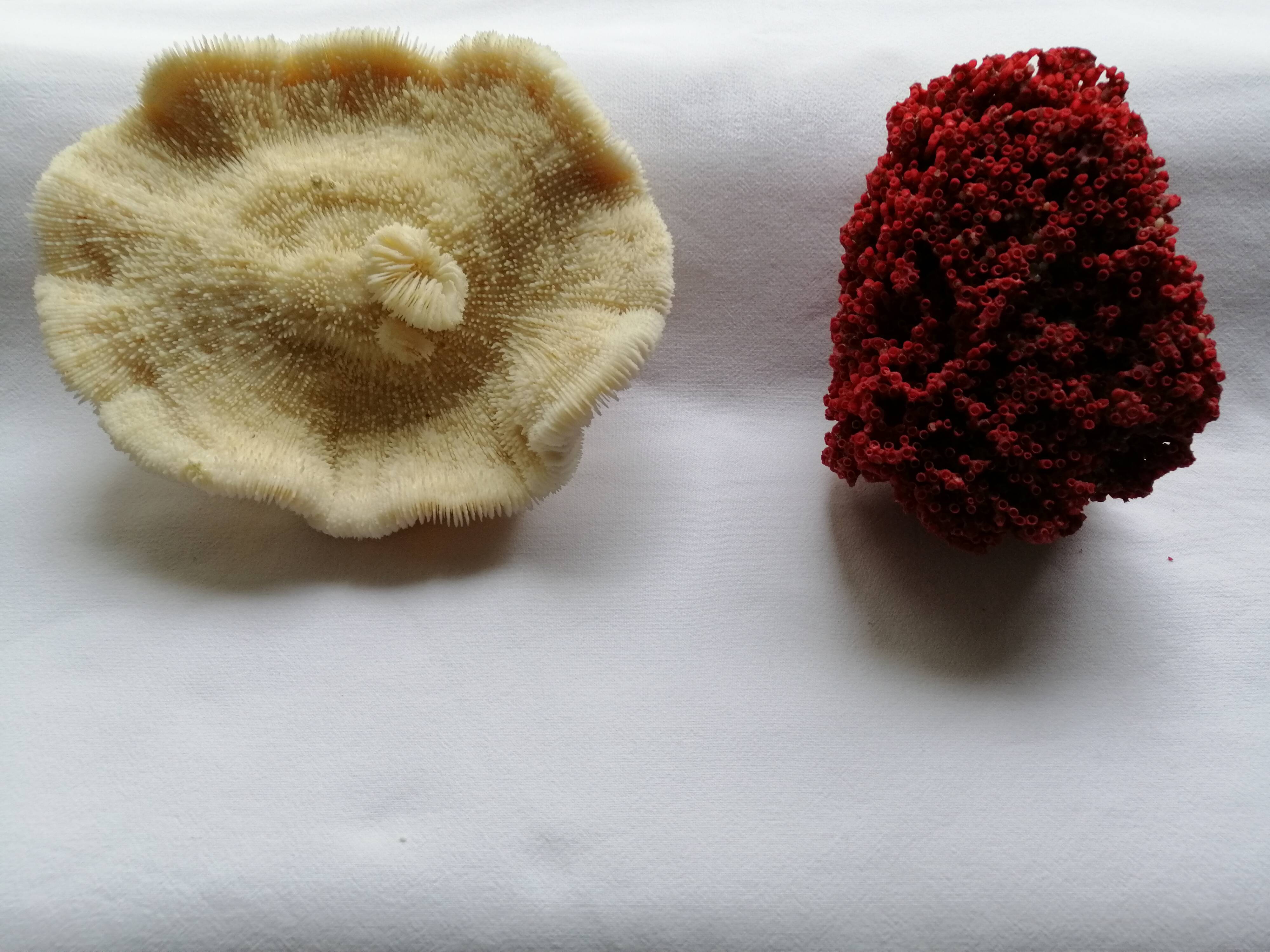 Duo of ancient corals