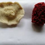 Duo of ancient corals