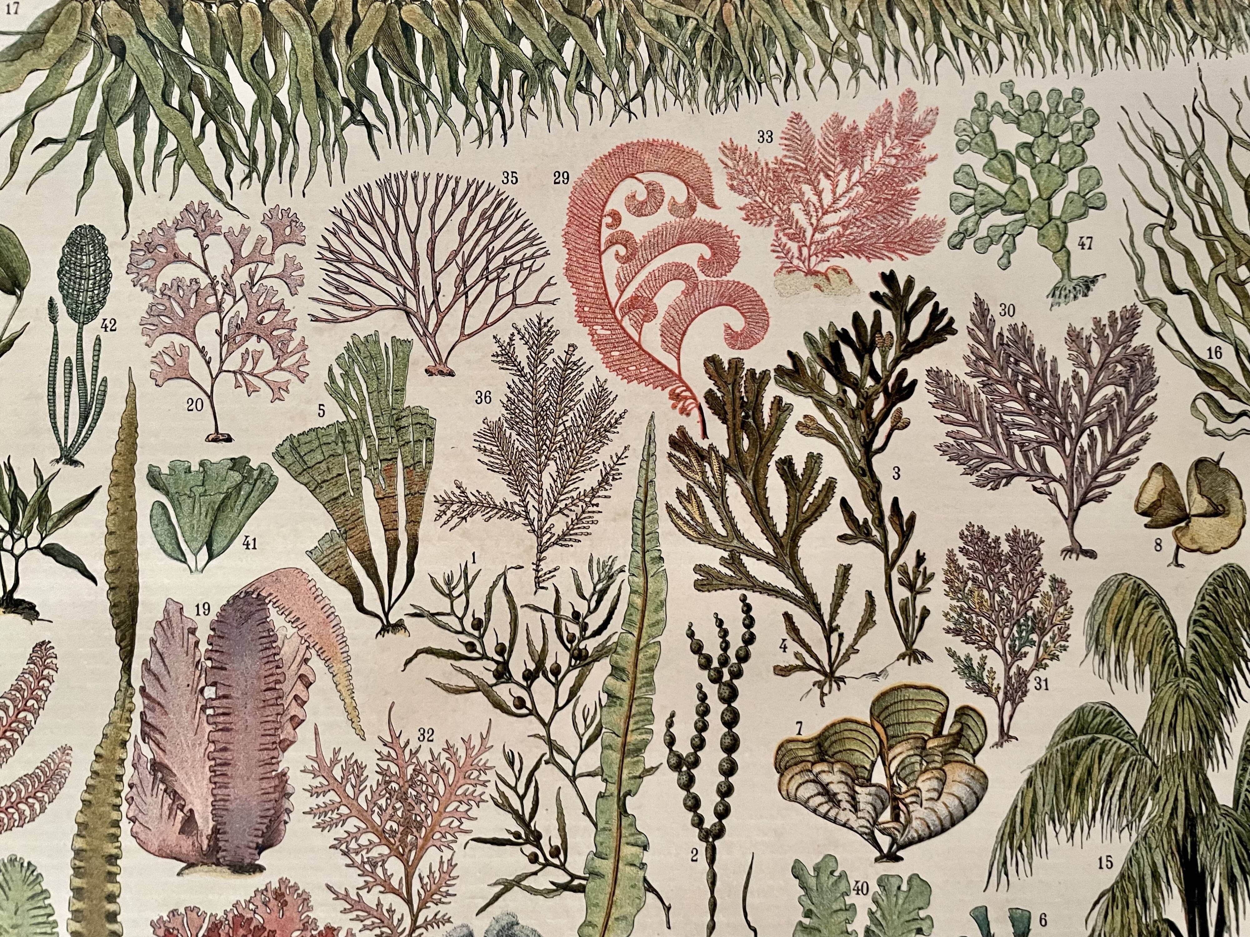 Lithographie sur les algues - 1900