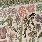 Lithograph on algae - 1900