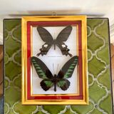 Naturalized butterfly frame