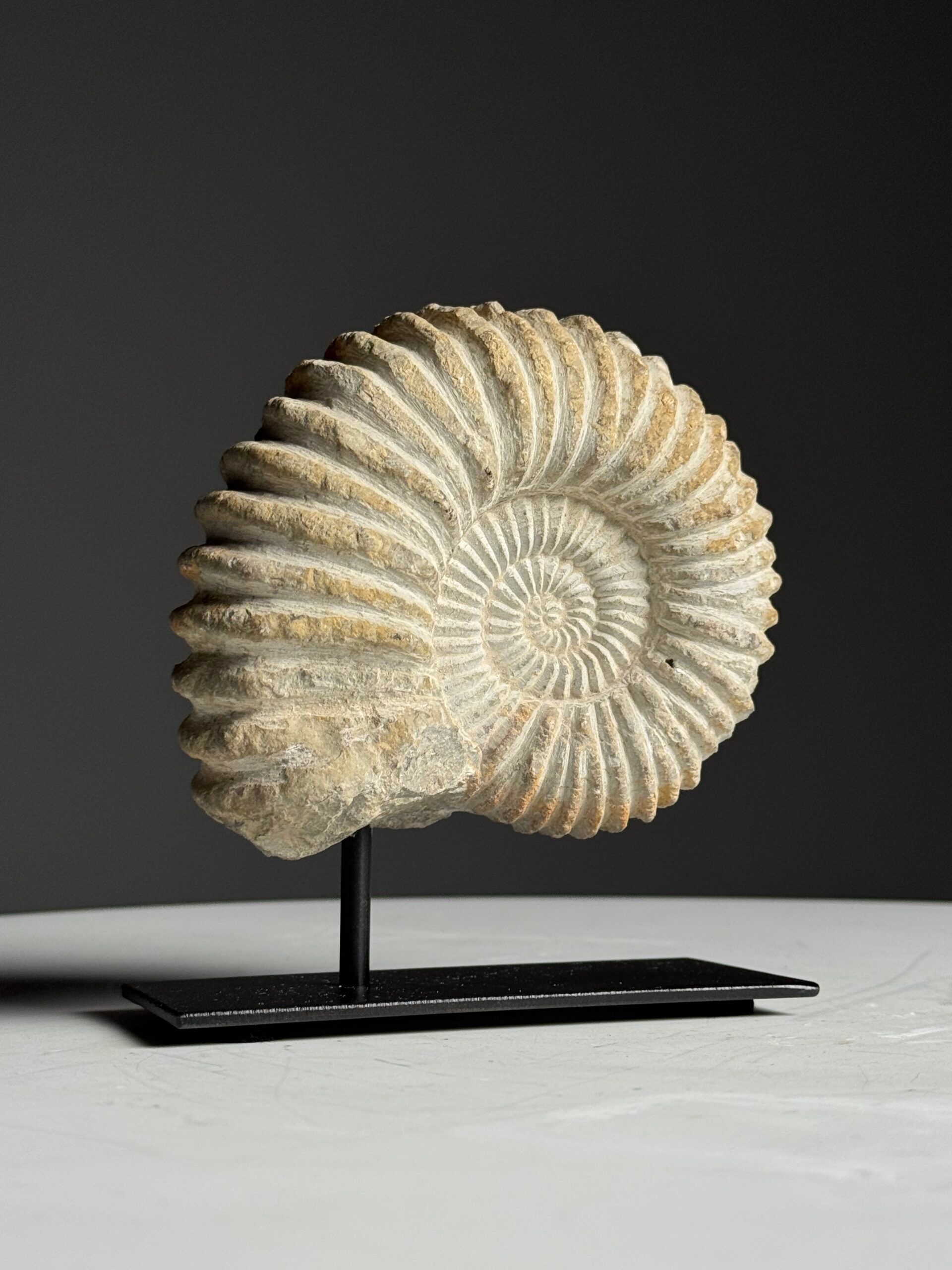 Fossile d'ammonite sur support