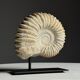 Fossile d'ammonite sur support