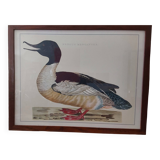 Mergus merganser frame