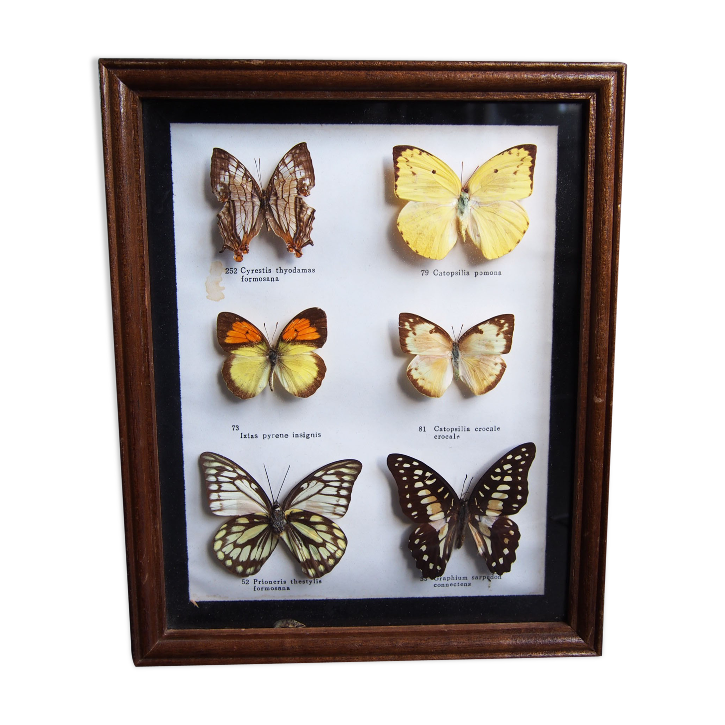Boite de 6 papillons