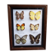 Boite de 6 papillons