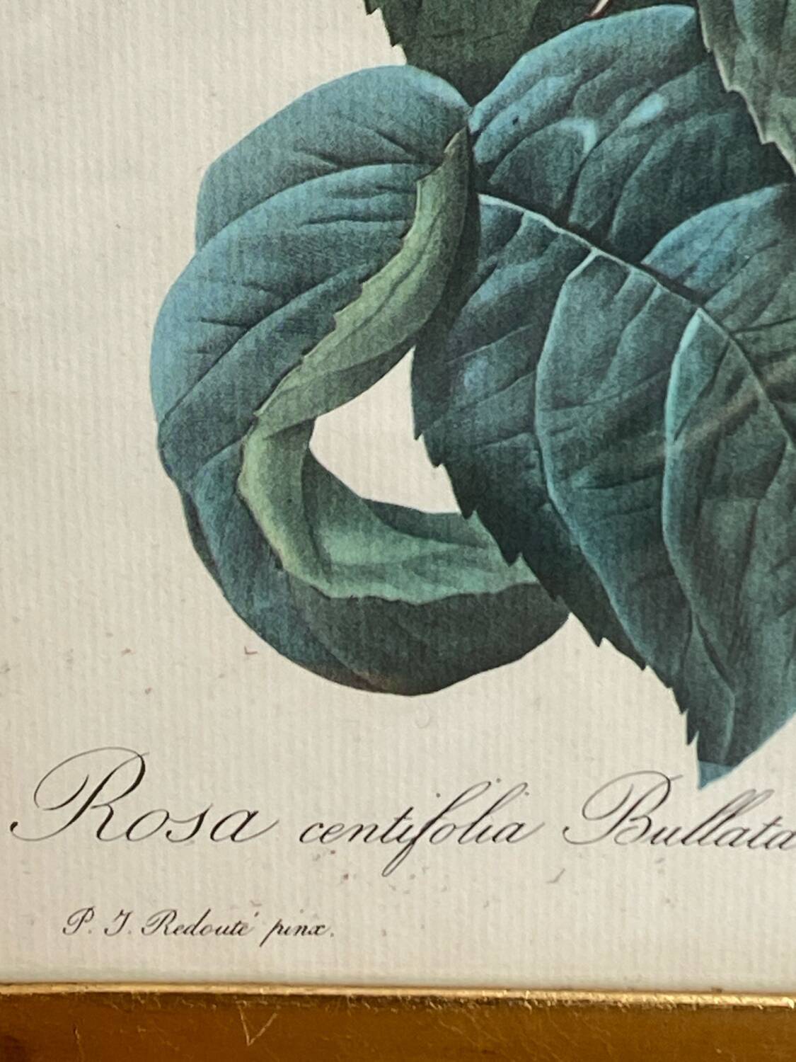 Botanical poster, Rosa Centifolia, after PJ Redouté