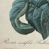 Botanical poster, Rosa Centifolia, after PJ Redouté