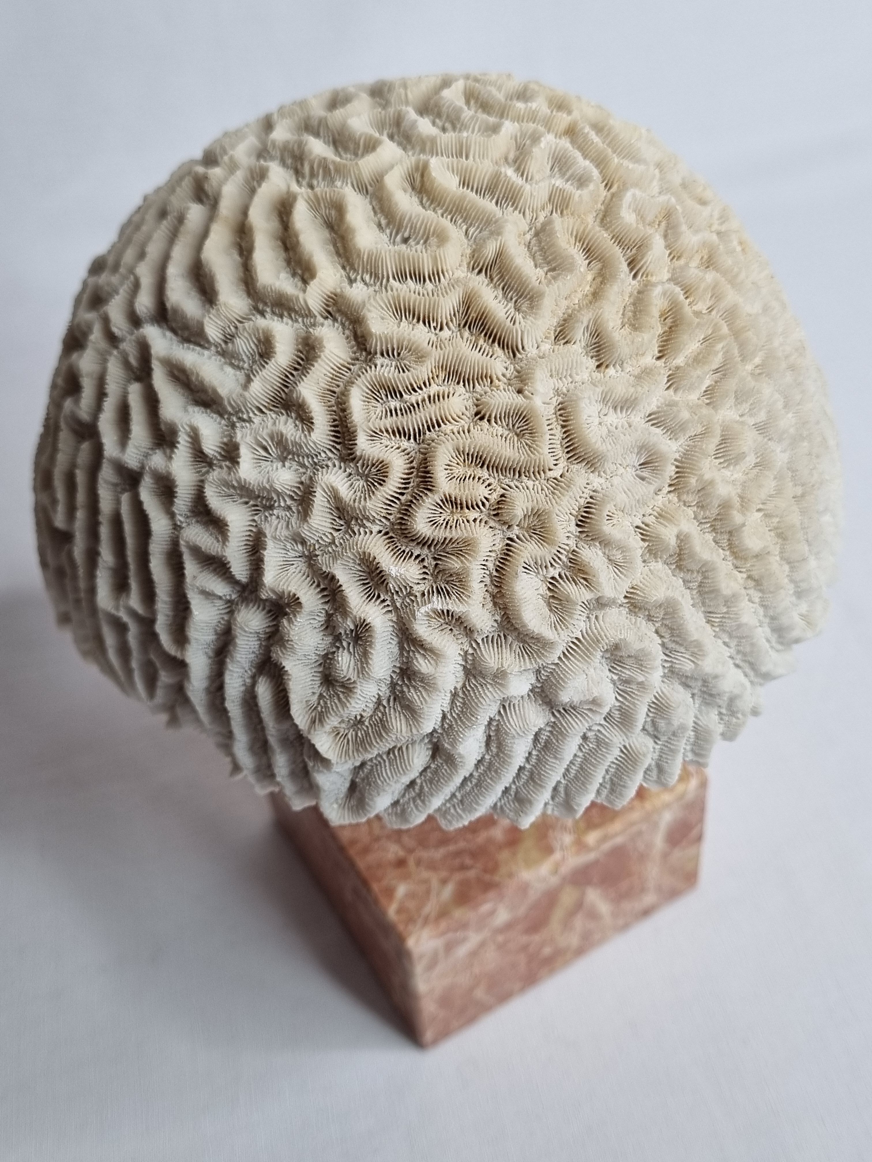 Ancient coral "brain" Diploria labyrinthiformis on base, 19 cm