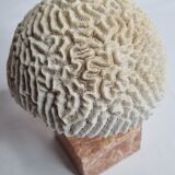Ancient coral "brain" Diploria labyrinthiformis on base, 19 cm