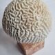 Ancient coral "brain" Diploria labyrinthiformis on base, 19 cm