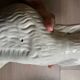 Staffordshire - pair of dogs