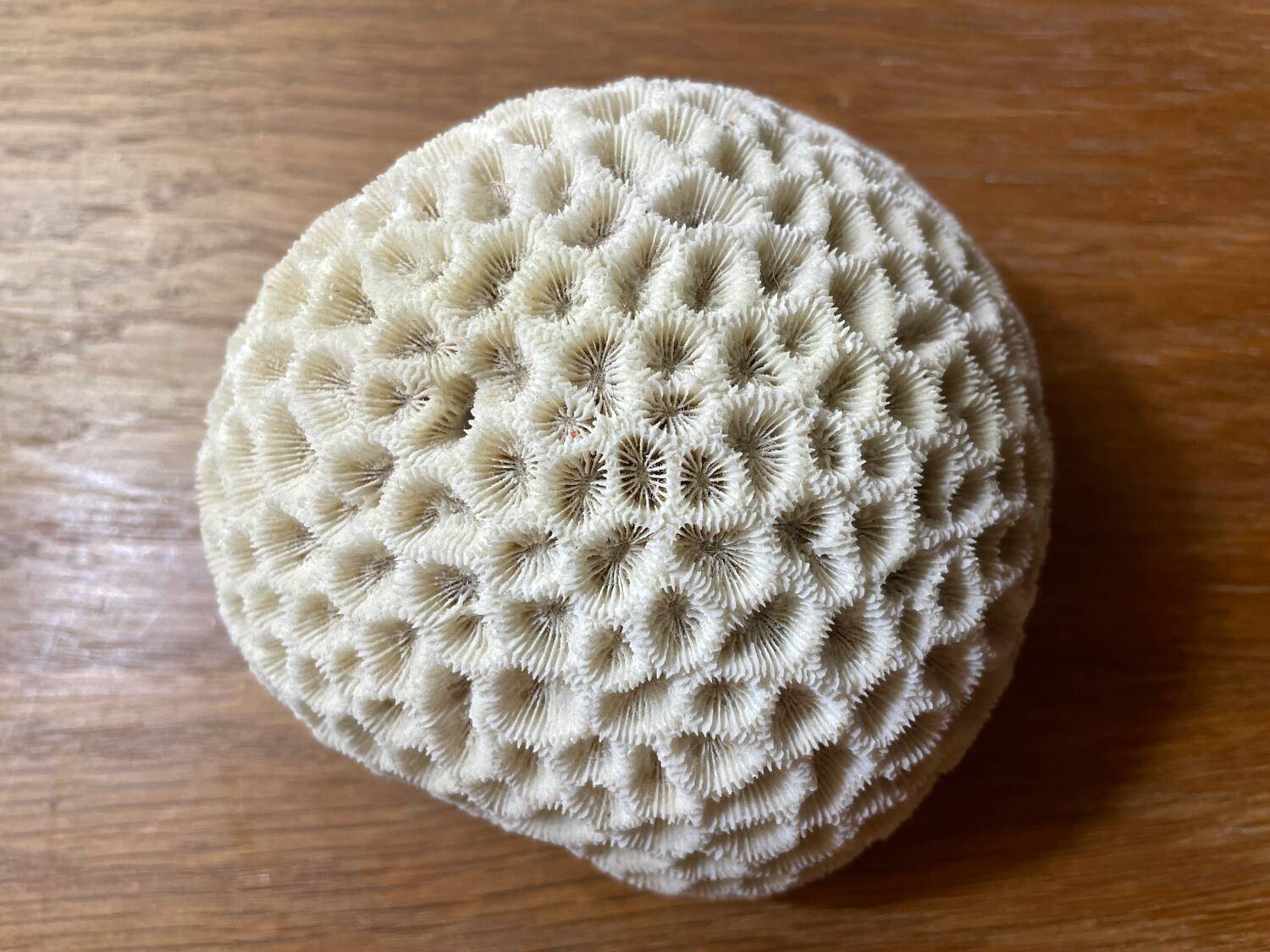 “Brain” coral