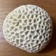 “Brain” coral