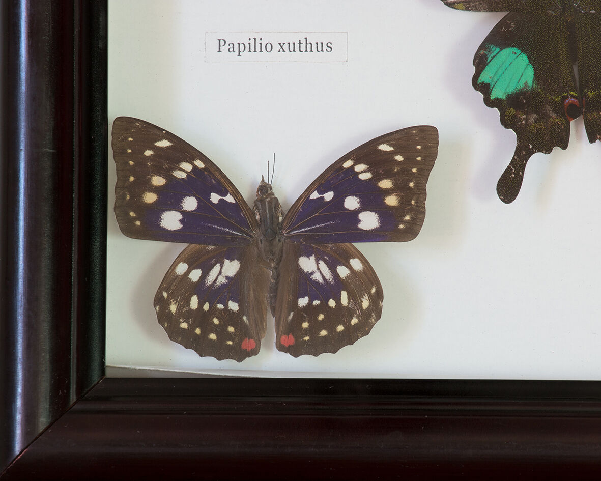 Papillons encadrés