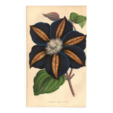 Vintage illustration - Clematis - Botanical engraving 1871 - old flower