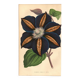 Vintage illustration - Clematis - Botanical engraving 1871 - old flower