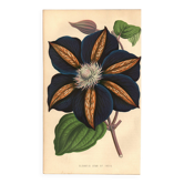 Illustration vintage - Clématite - Gravure botanique 1871 - ancienne fleur