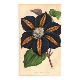 Vintage illustration - Clematis - Botanical engraving 1871 - old flower