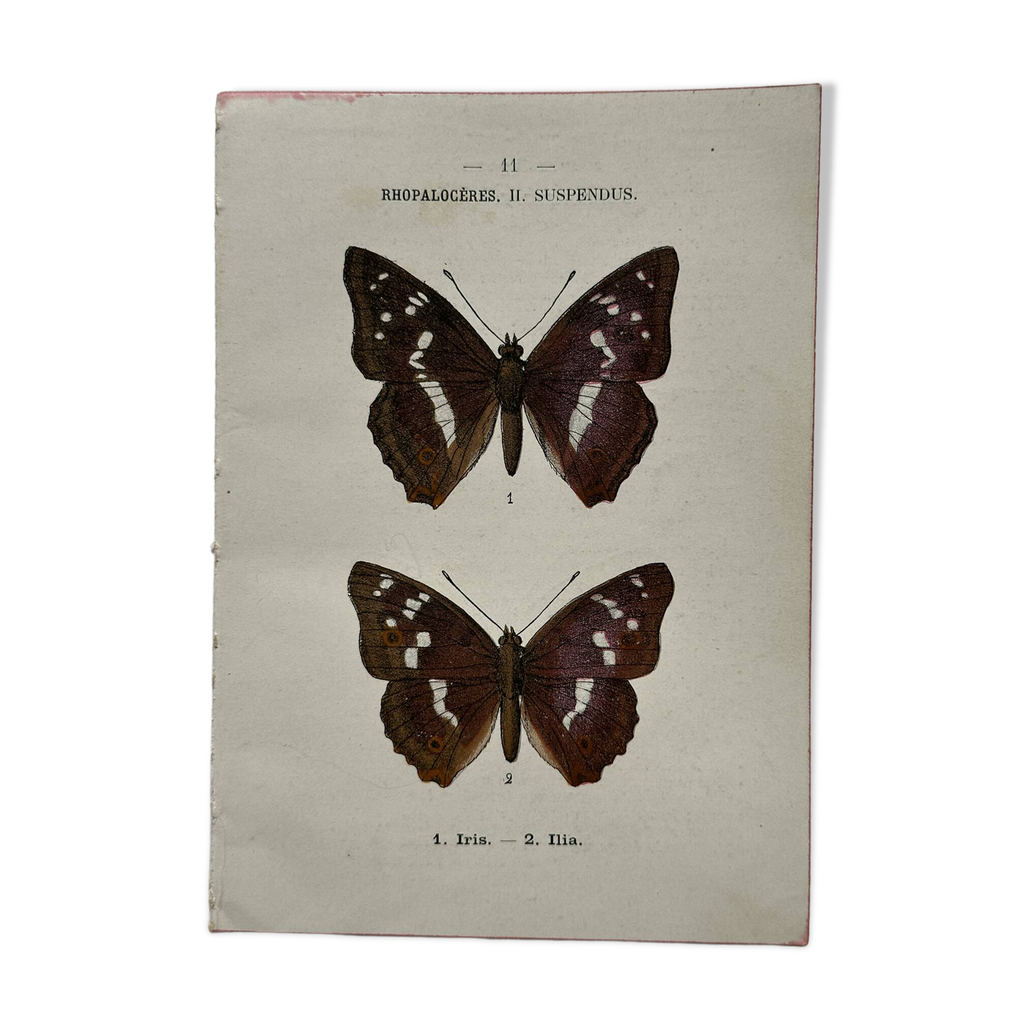 Botanical Plate 1800 Old naturalist engraving 19th century double-sided