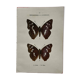 Botanical Plate 1800 Old naturalist engraving 19th century double-sided