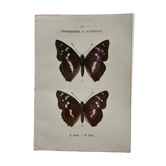 Botanical Plate 1800 Old naturalist engraving 19th century double-sided