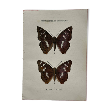 Botanical Plate 1800 Old naturalist engraving 19th century double-sided