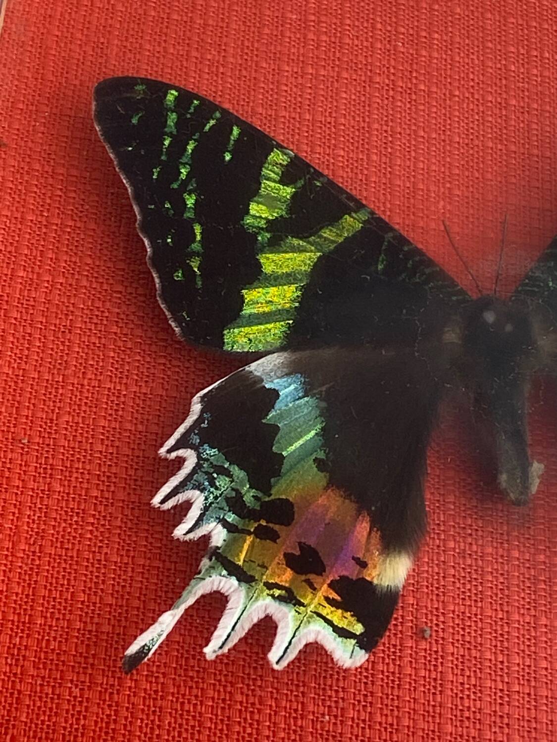 Naturalized butterfly under glass Uranus Ripheus