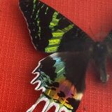Naturalized butterfly under glass Uranus Ripheus