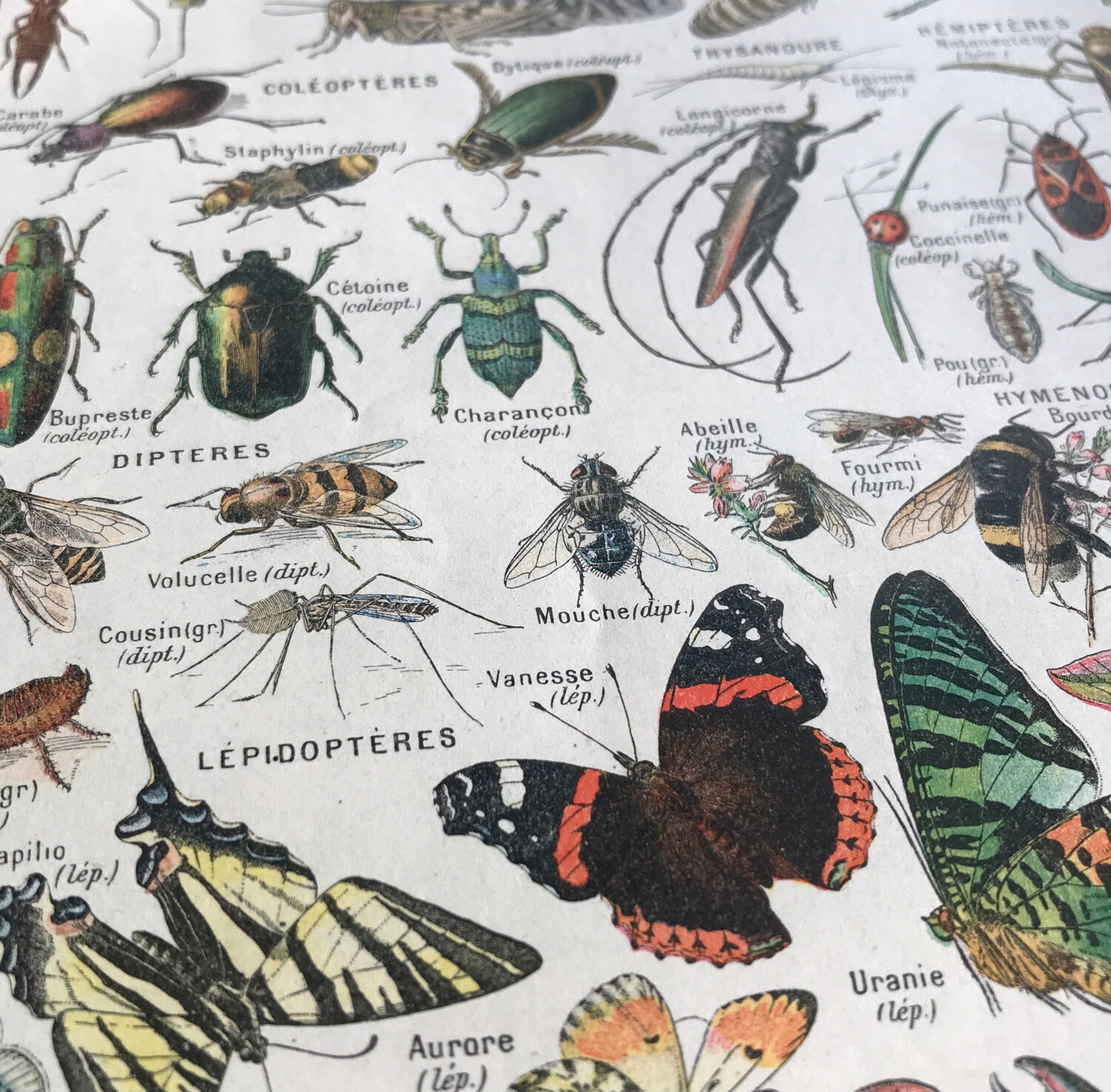 Original vintage plate on arthropods