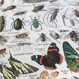 Planche originale vintage sur les arthropodes