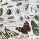 Planche originale vintage sur les arthropodes