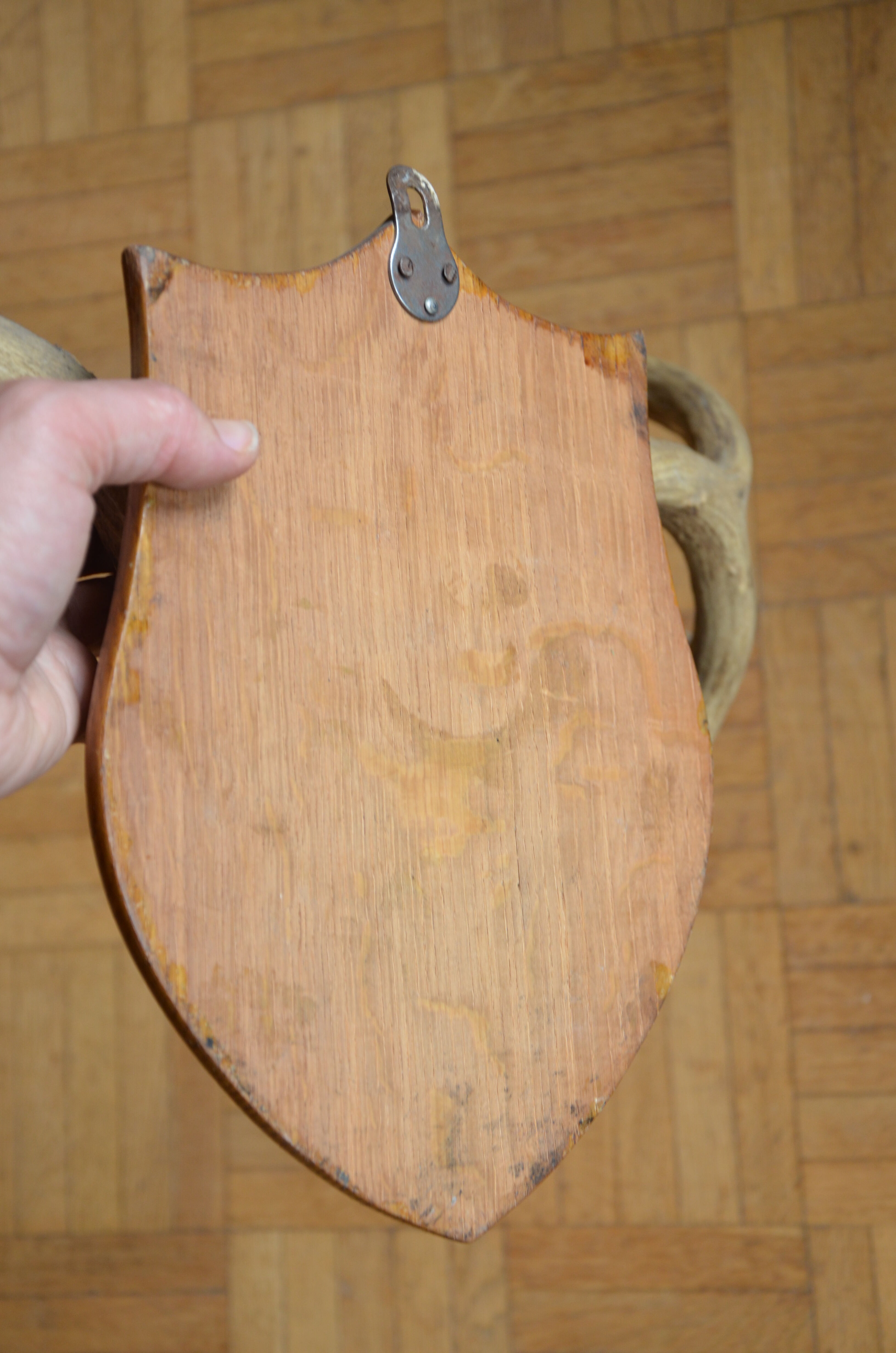 White-tailed deer massacre