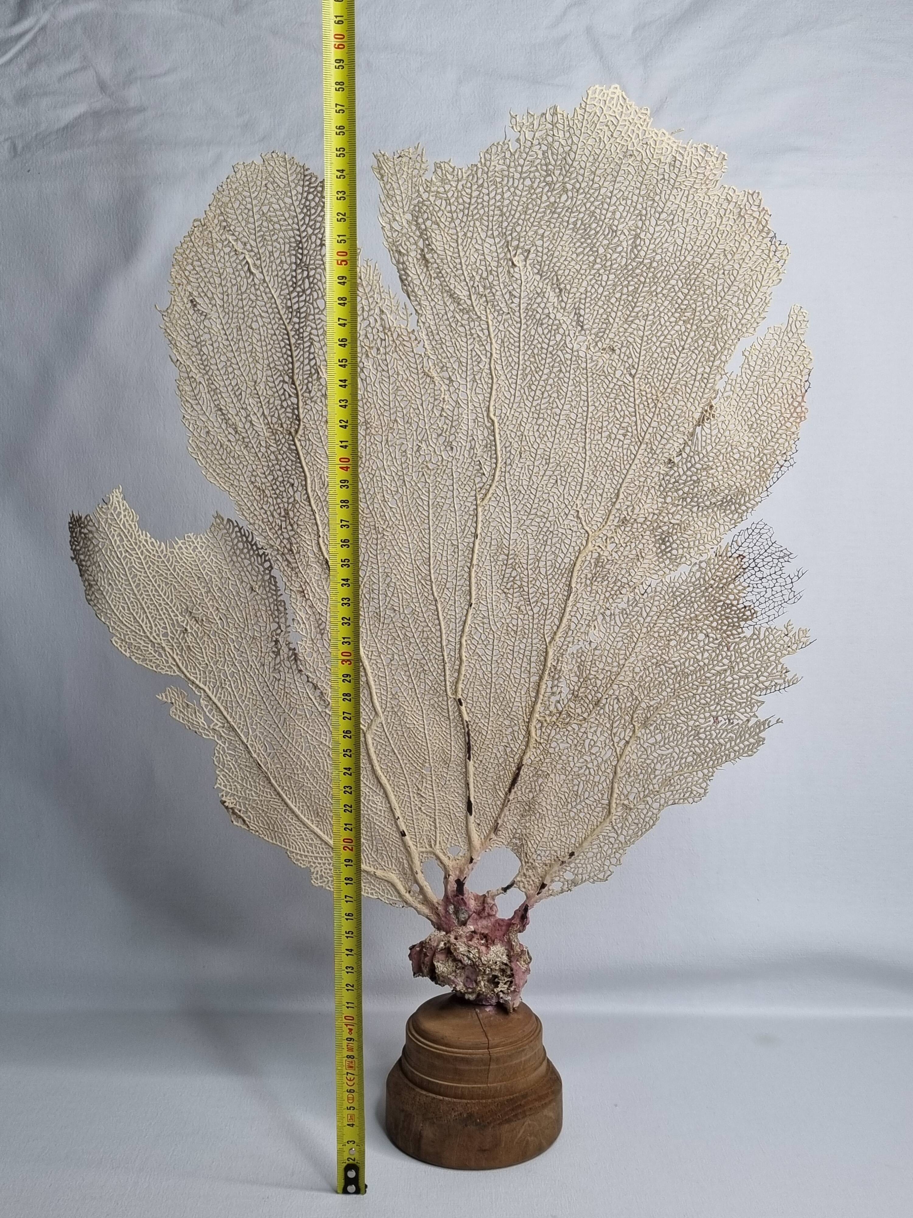 Antique gorgonian coral, Venus fan, on solid wood base, 58 cm