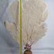 Antique gorgonian coral, Venus fan, on solid wood base, 58 cm