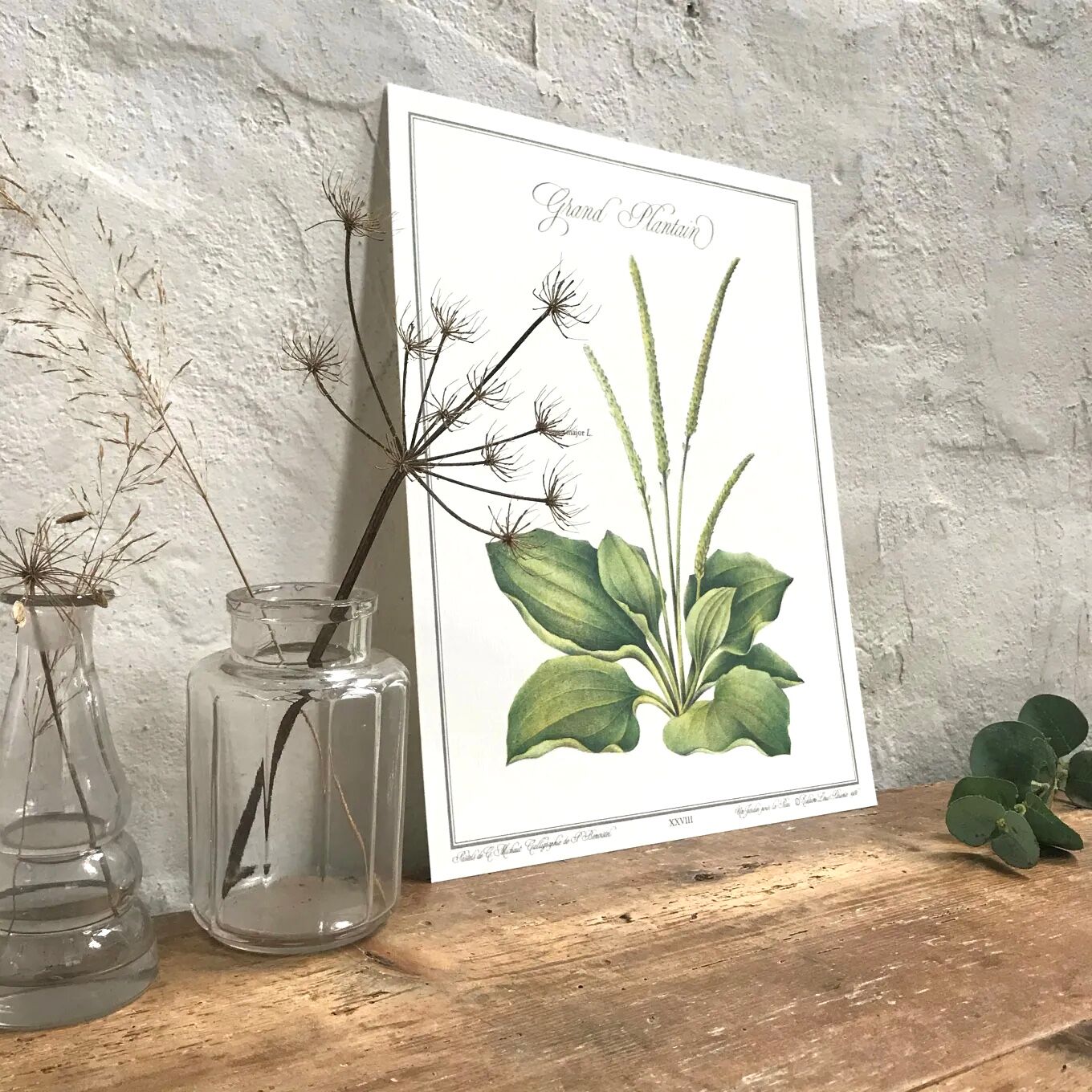 Plantain botanical plate