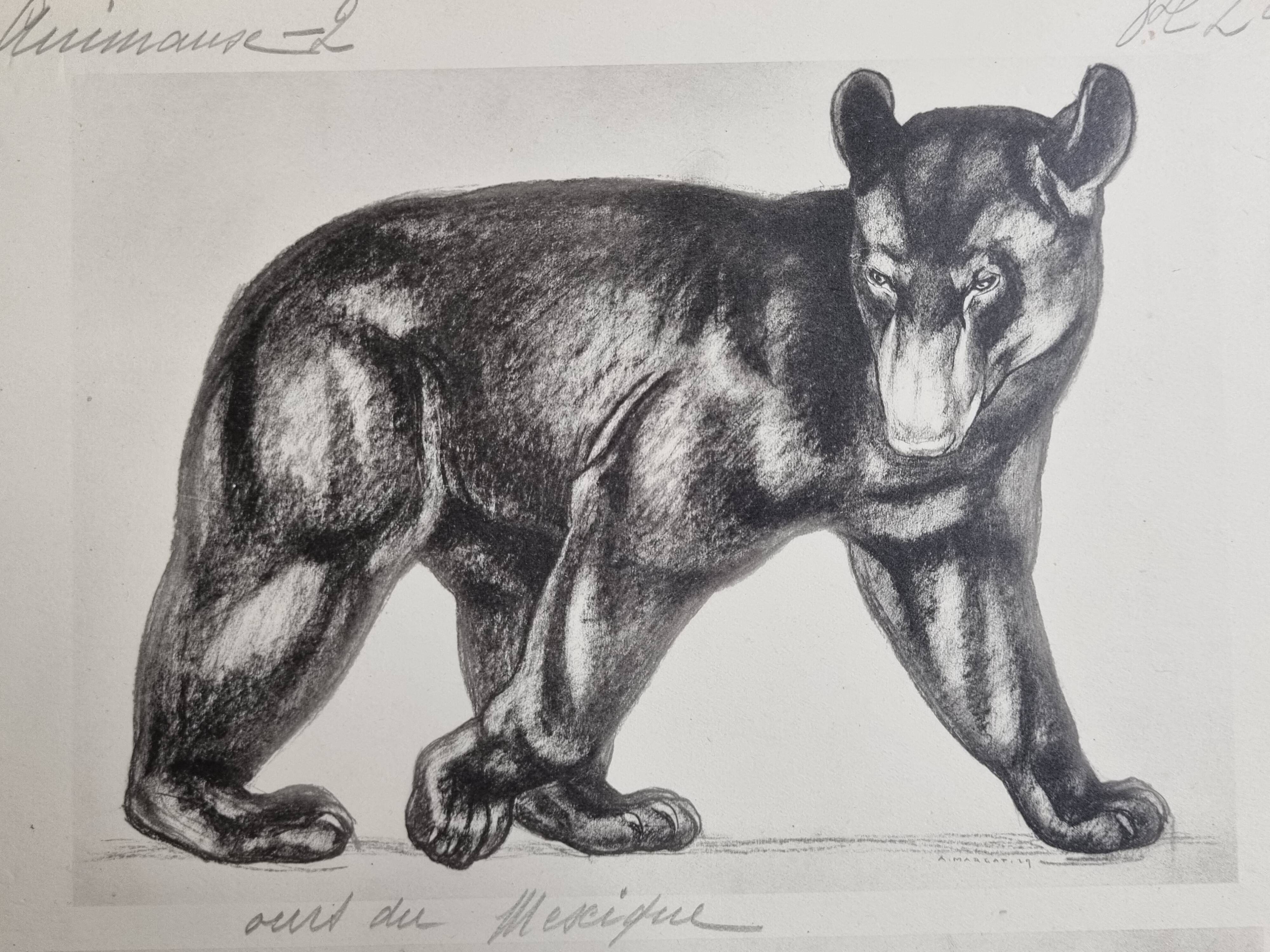 Illustrated plate, Studies of a Bear and an Ox Signed André Margat, 1930