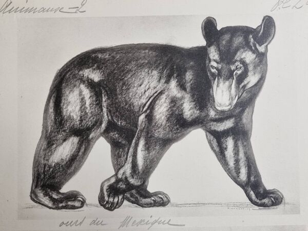 Planche illustrée, Études d’un Ours et d’un Bœuf Signée André Margat, 1930