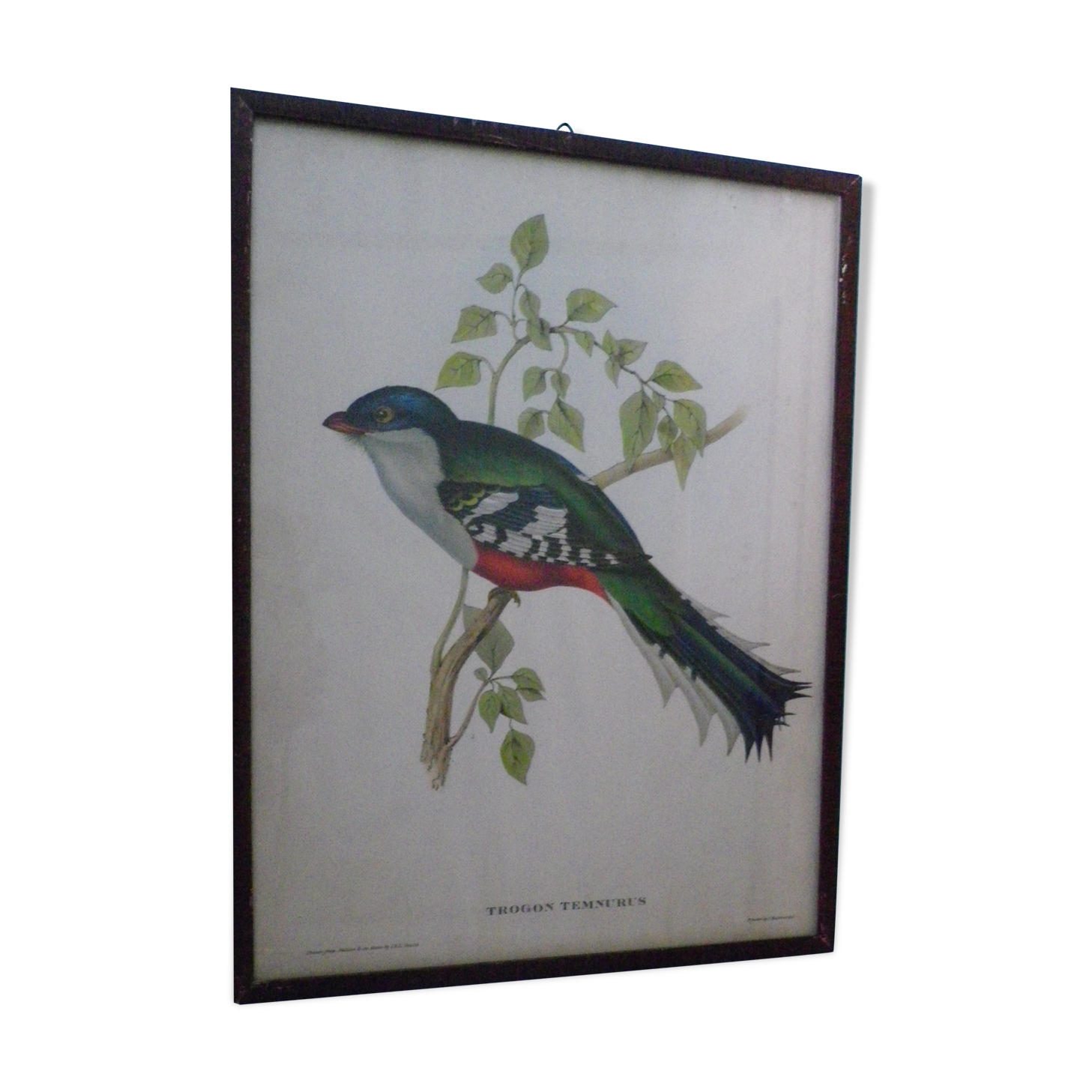 Printed "trogon temnurus" by J- E. Gould 1804-1881 printed by c.hullmandel (1789/1850)